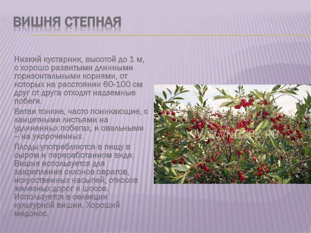 25 лучших сортов вишни для сибири на 2020 год: самоплодные, морозостойкие, самые крупные и сладкие с названием и фото