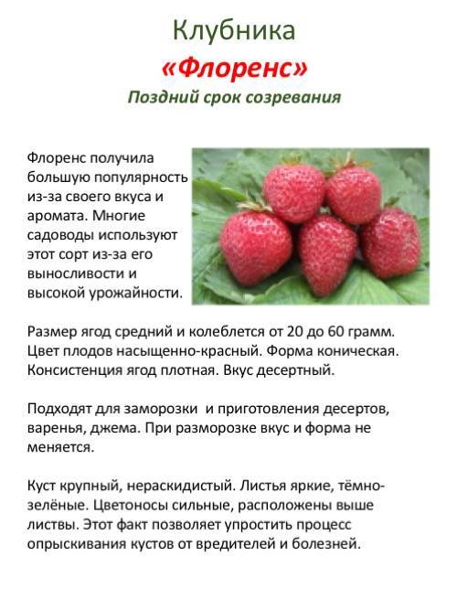 Клубника вечная весна: описание, правила посадки, способы ухода