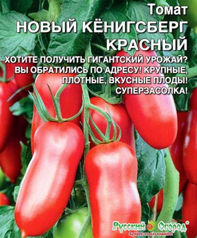 Томат кенигсберг