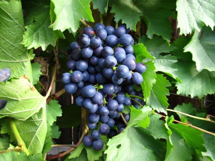 Описание сорта винограда цитронный магарач: фото, видео и отзывы | vinograd-loza
