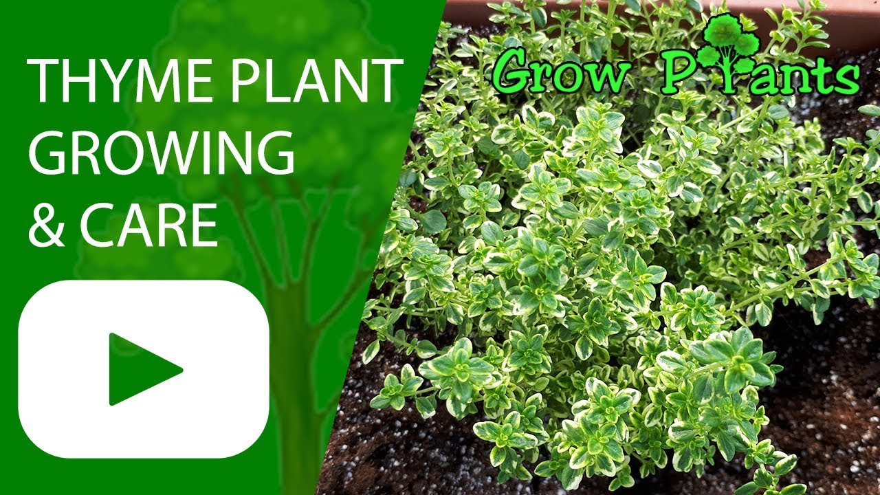 How to grow coprosma - mirror plant