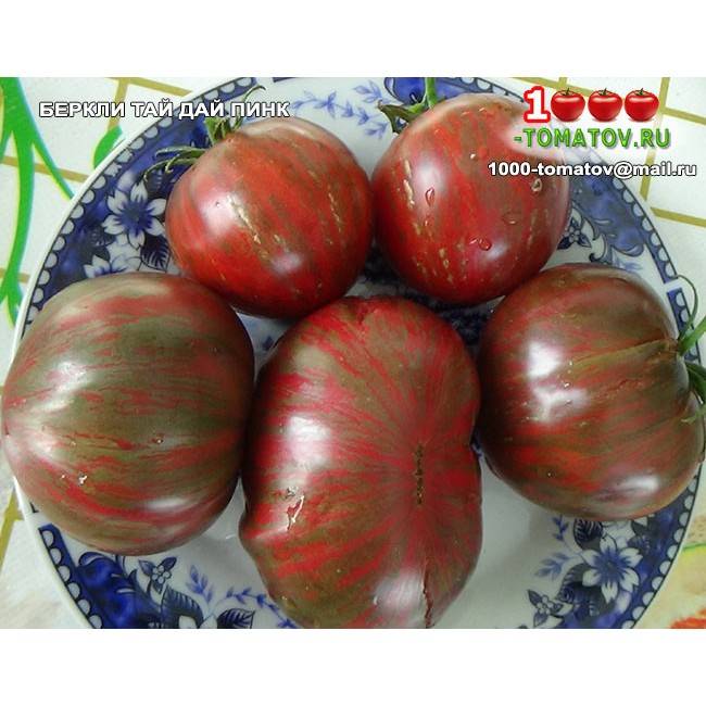 Крупноплодный здоровячок с божественным вкусом — томат беркли тай дай хаат: полное описание сорта