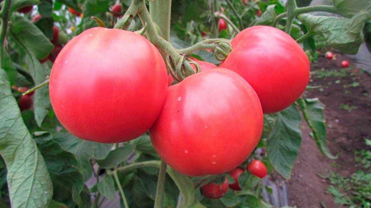 Томат розовый фламинго: описание сорта, выращивание и урожайность с фото