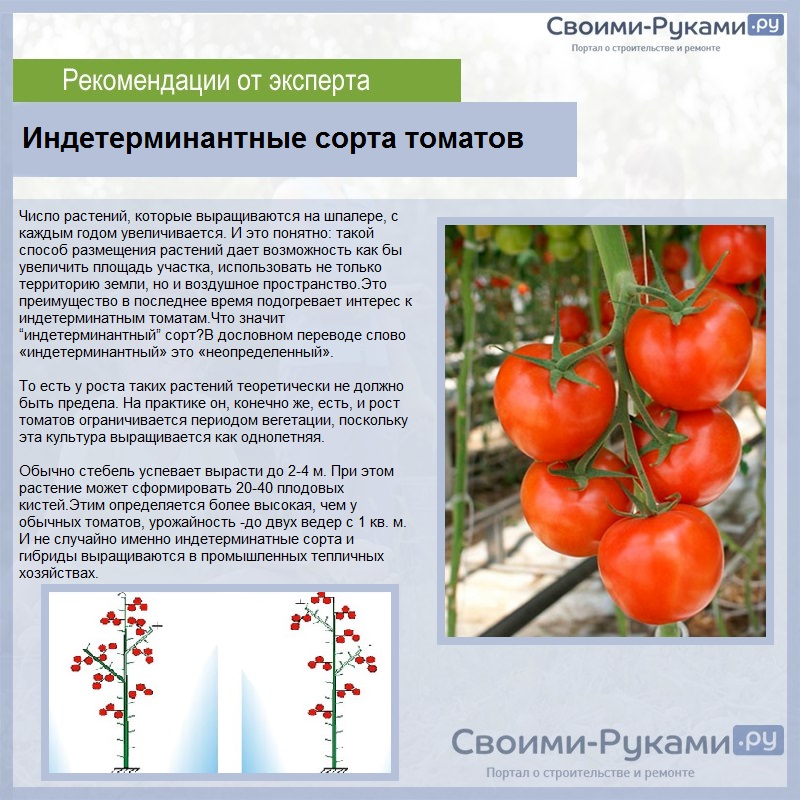 Биф-помидоры: характеристика, лучшие сорта