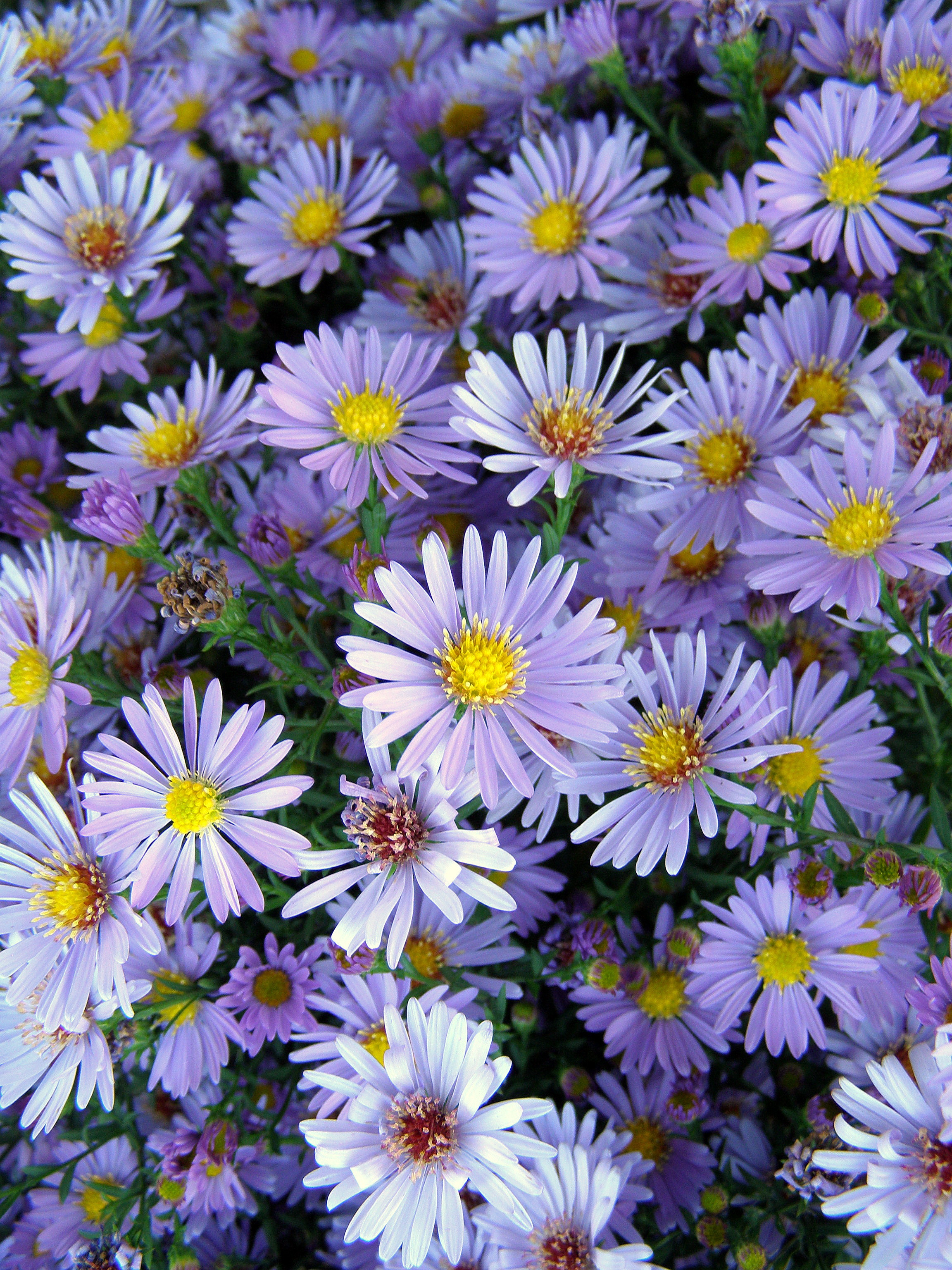 Aster dumosus посадка и уход