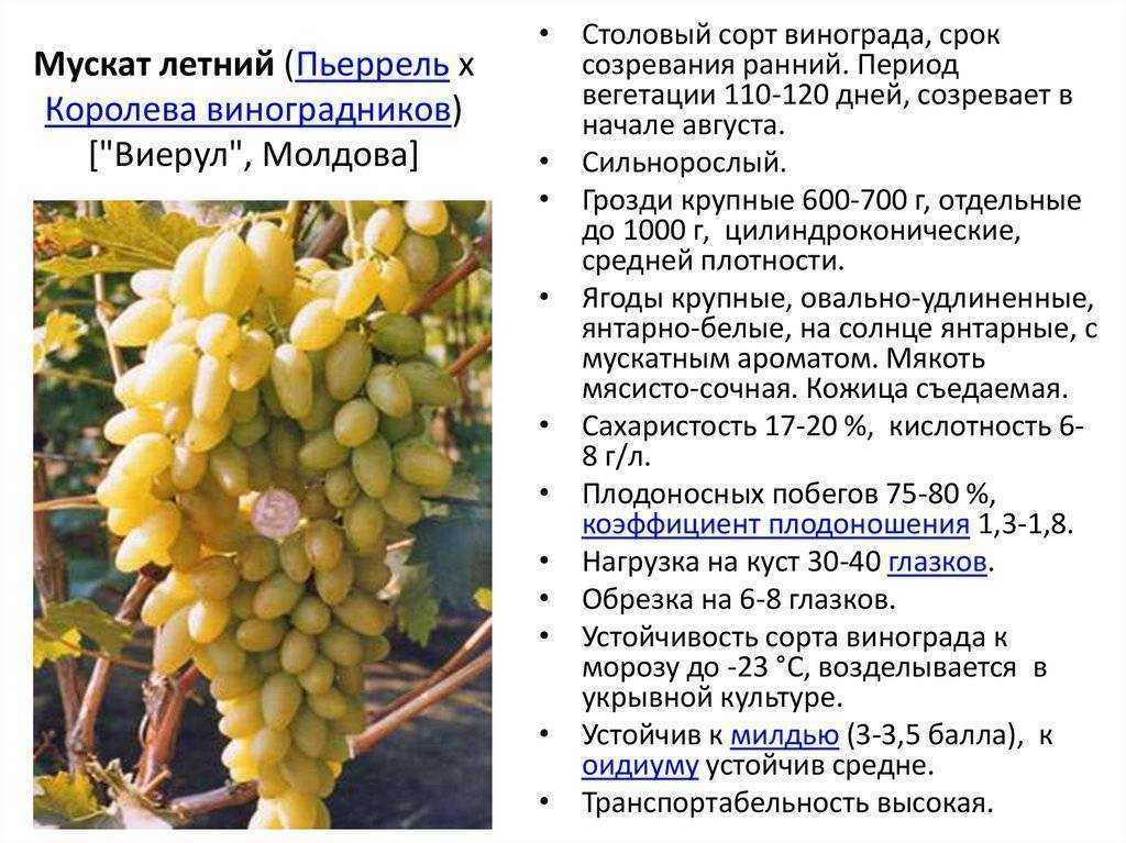 Виноград кишмиш белое пламя описание сорта