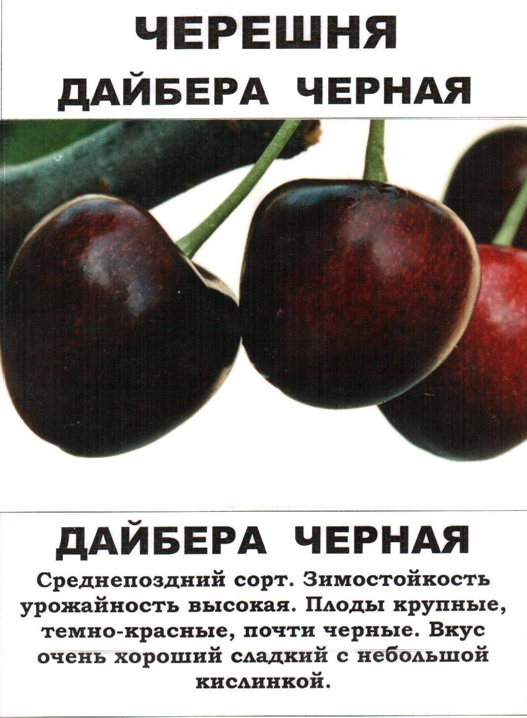 Вишня гриот россошанский