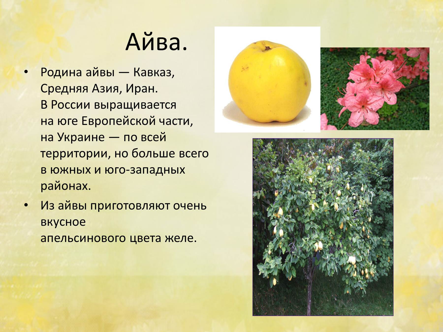 Сорта айвы японской, китайской, обыкновенной