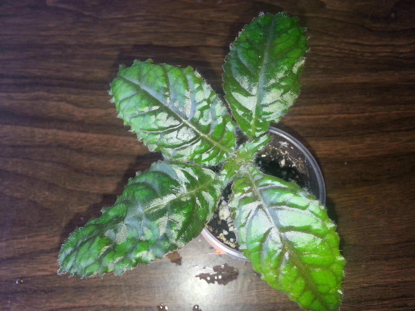 Biology:nautilocalyx - handwiki