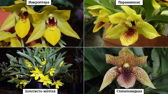 Липарис лезеля liparis loeselii | красная книга россии.
