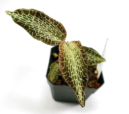 Macodes petola: a stunningly beautiful plant