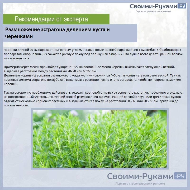 Эстрагон: посадка и уход , фото, выращивание из семян в открытом грунте + фото