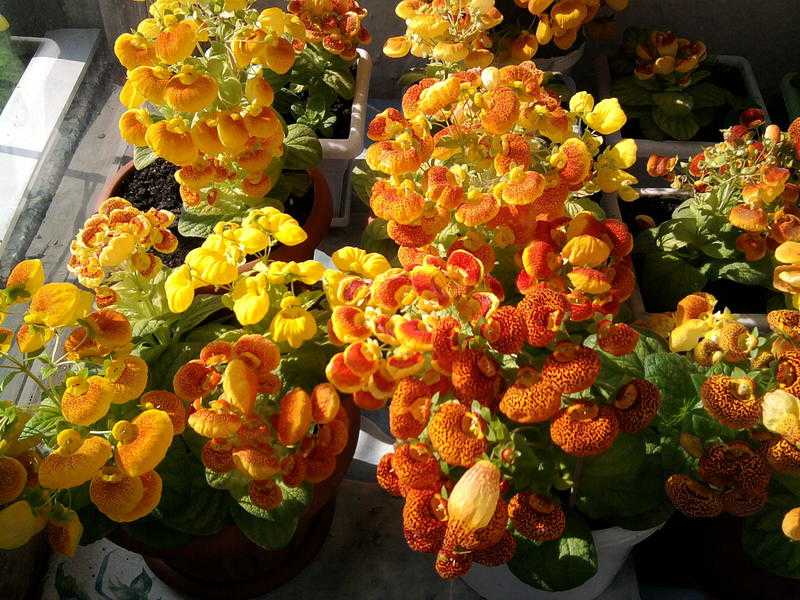 Кальцеолярия: 93 фото цветка, реальные отзывы, уход дома и на даче