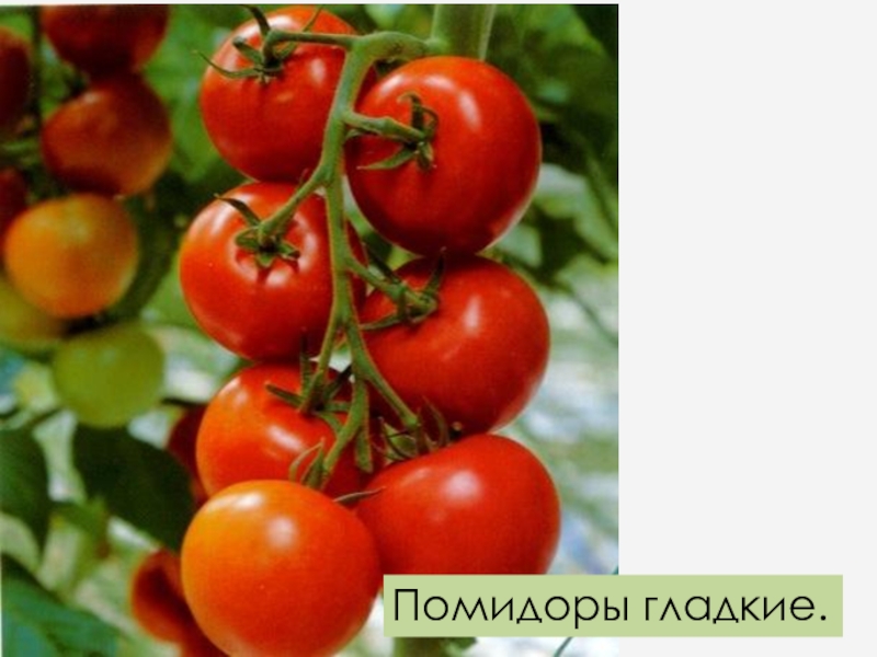Описание и характеристика сорта томата «катя f1»: фото, видео + отзывы