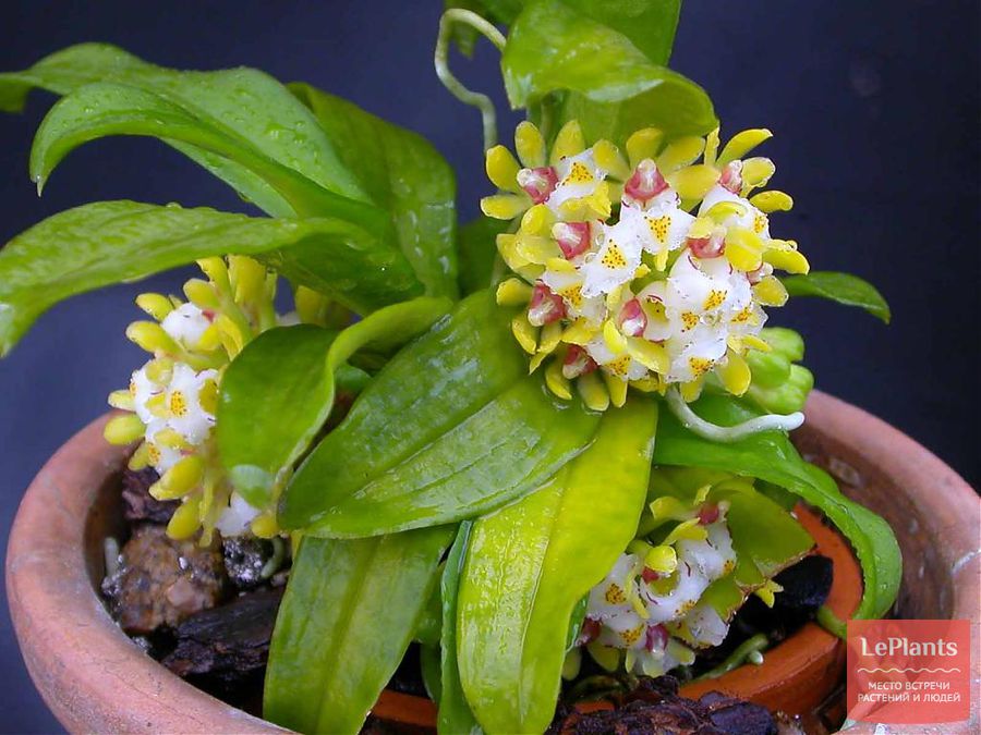 Gastrochilus japonicus уход в домашних условиях