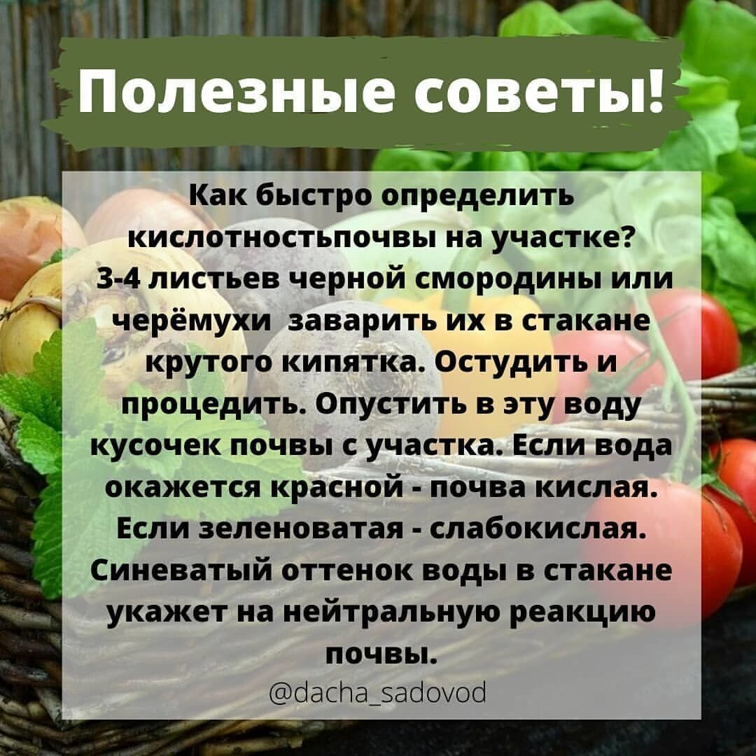 Томат гигант лимонный: характеристика и описание сорта, фото, отзывы, урожайность