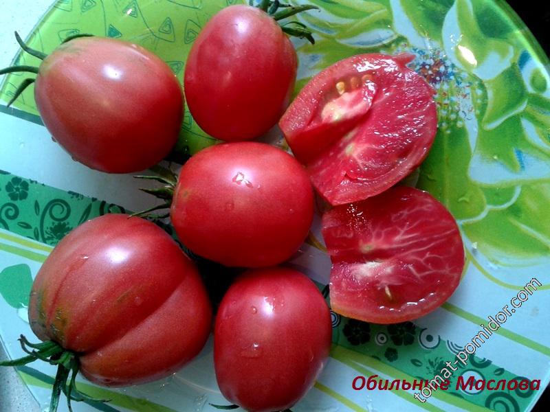 Сорта томатов для открытого грунта: самые урожайные