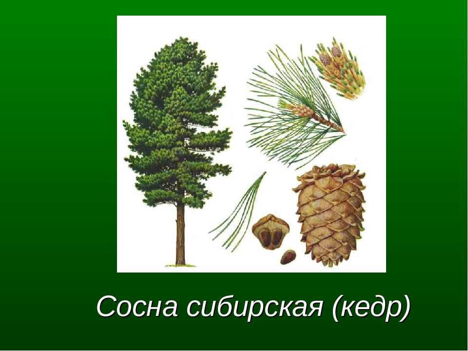 Кедр: описание дерева, продолжительность жизни, посадка и уход, виды