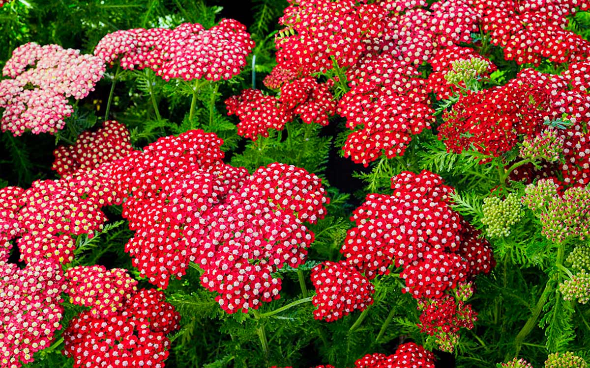 Тысячелистник обыкновенный — achillea millefolium l.