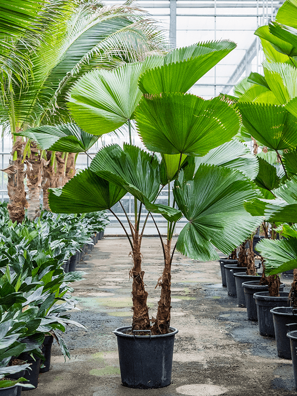 Licuala grandis: tips on how to grow your own ruffled fan palm