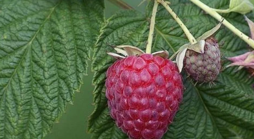 Малина красная рубин описание сорта | хороший урожай🍎