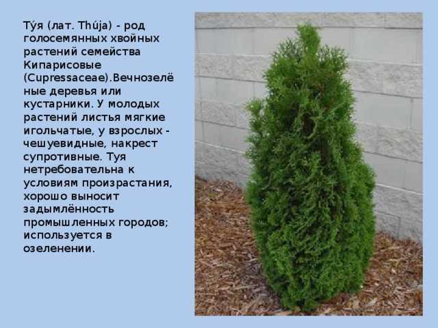 Туя – виды и сорта с фото
