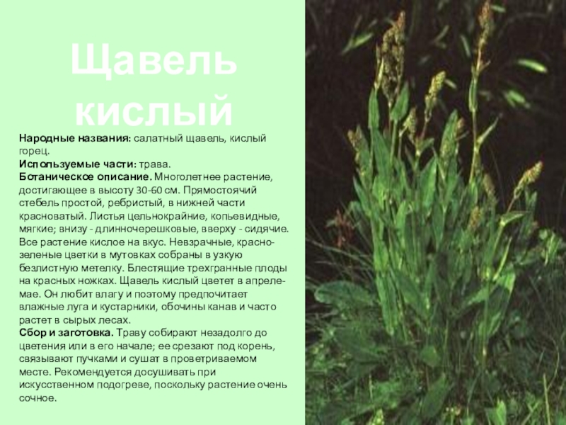 Щавель кислый