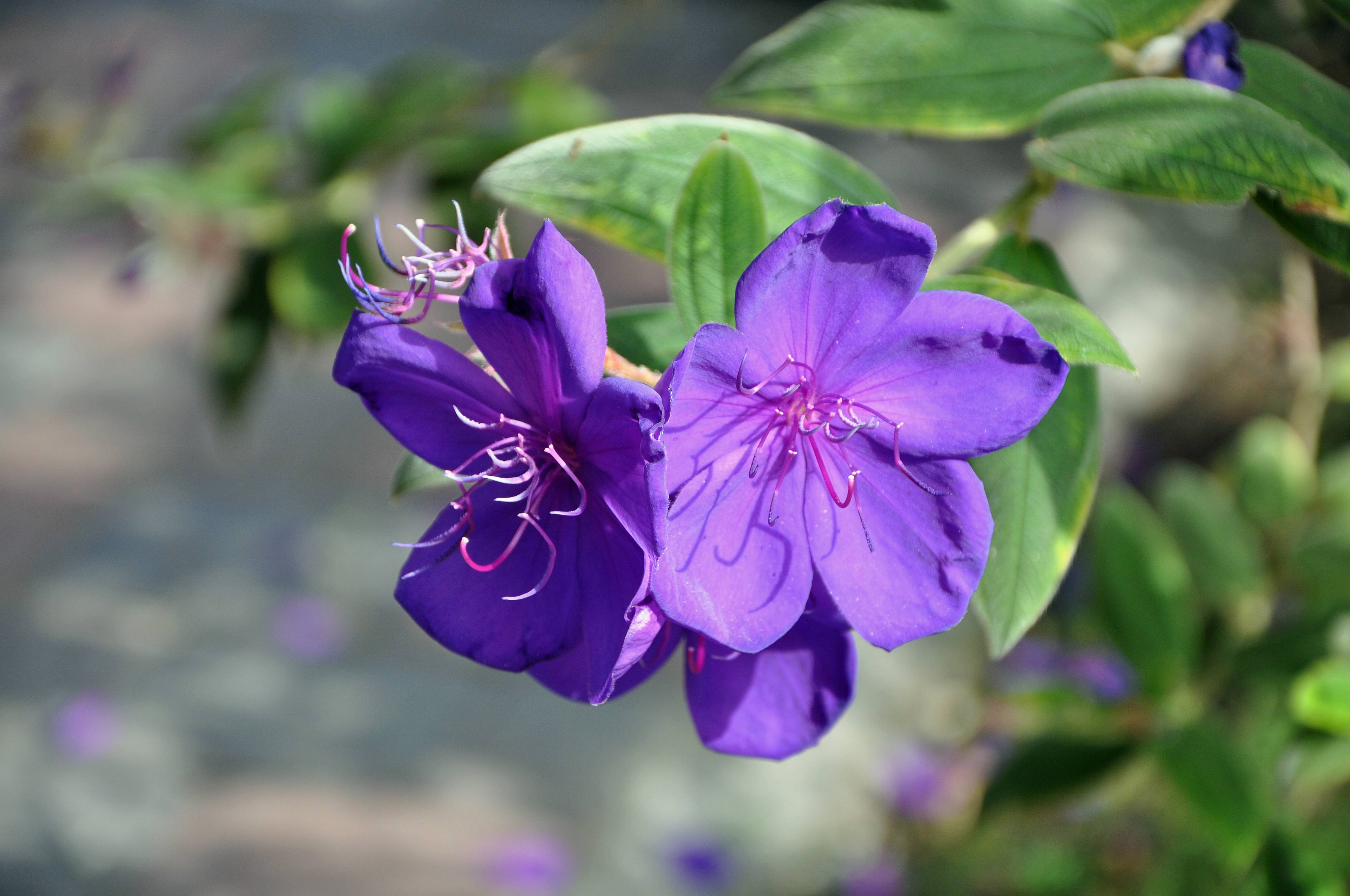 Tibouchina: руководство по уходу и выращиванию комнатных растений