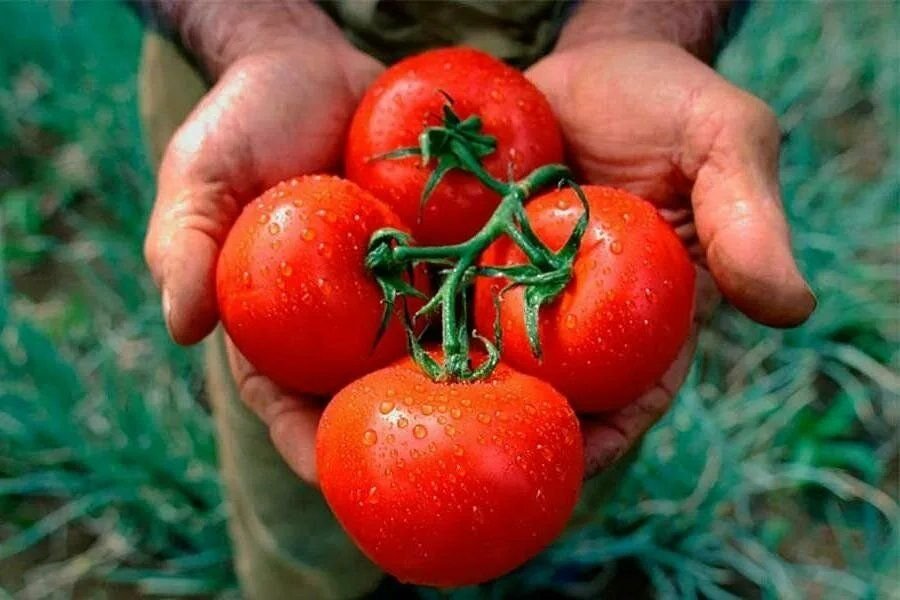 Томат легенда коктебеля: описание крупноплодного сорта, мясистого, с приятным вкусом, фото, отзывы, выращивание, посадка, уход, урожайность