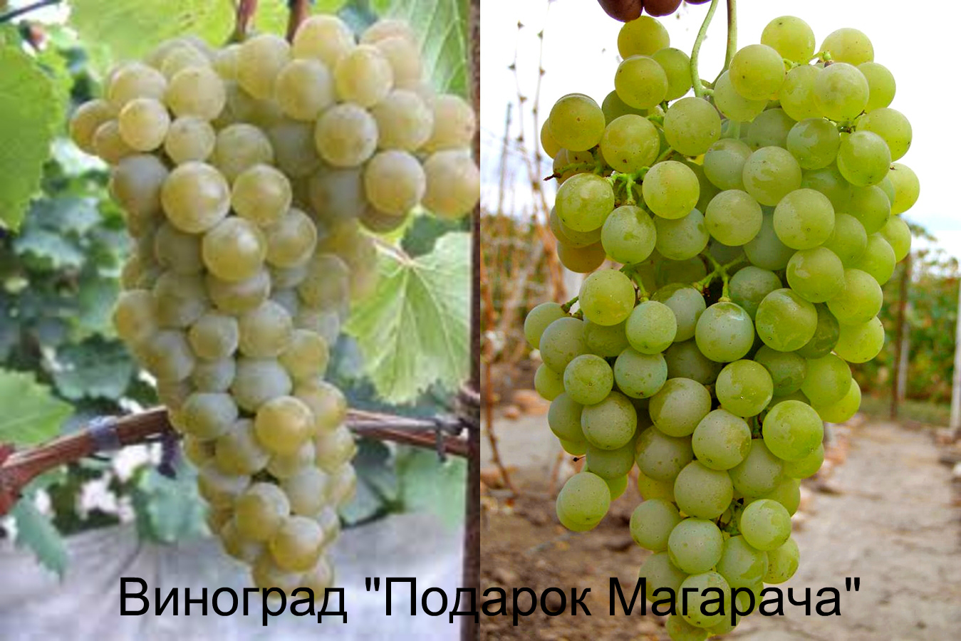 Один из старых селекционных сортов винограда «магарач»