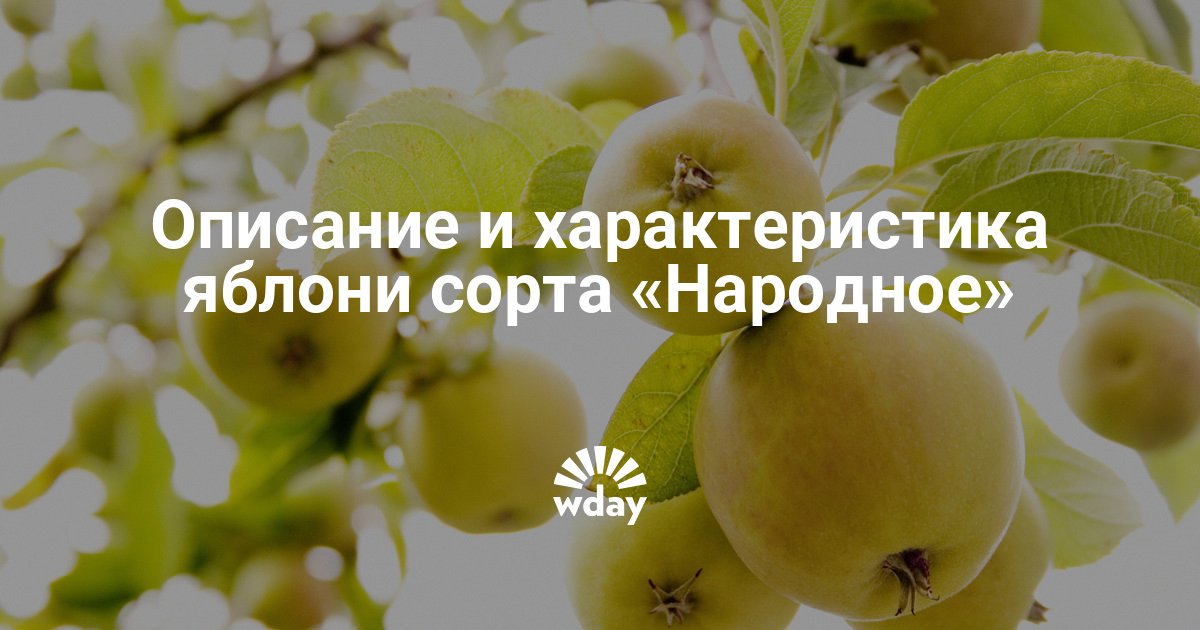Описание яблони сорта народное: характеристики, фото, отзывы садоводов
