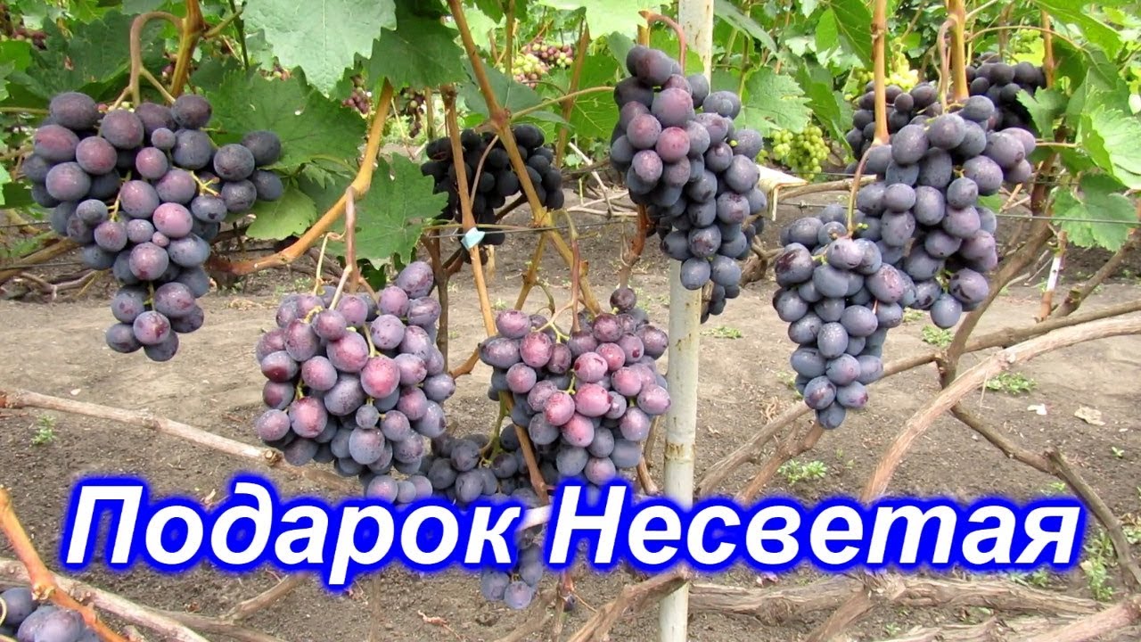 Виноград васьковского-№5: описание, характеристики, выращивание, уход (фото, отзывы)