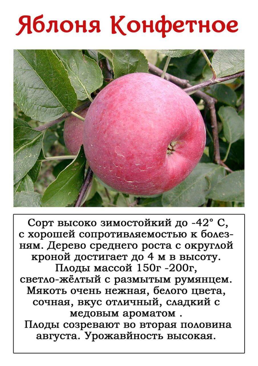 Яблоня уральский сувенир: описание, фото, отзывы садоводов