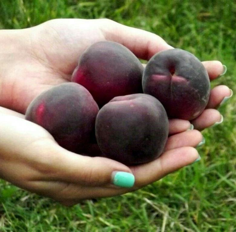 Черный абрикос - гибрид абрикоса и алычи — floraprice.ru