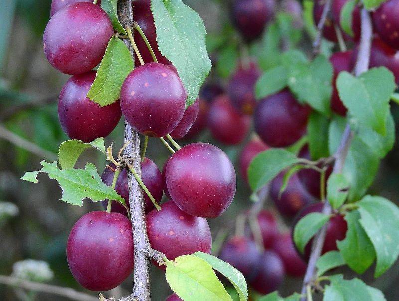 Слива маньчжурская красавица: описание сорта, опылители, посадка и уход