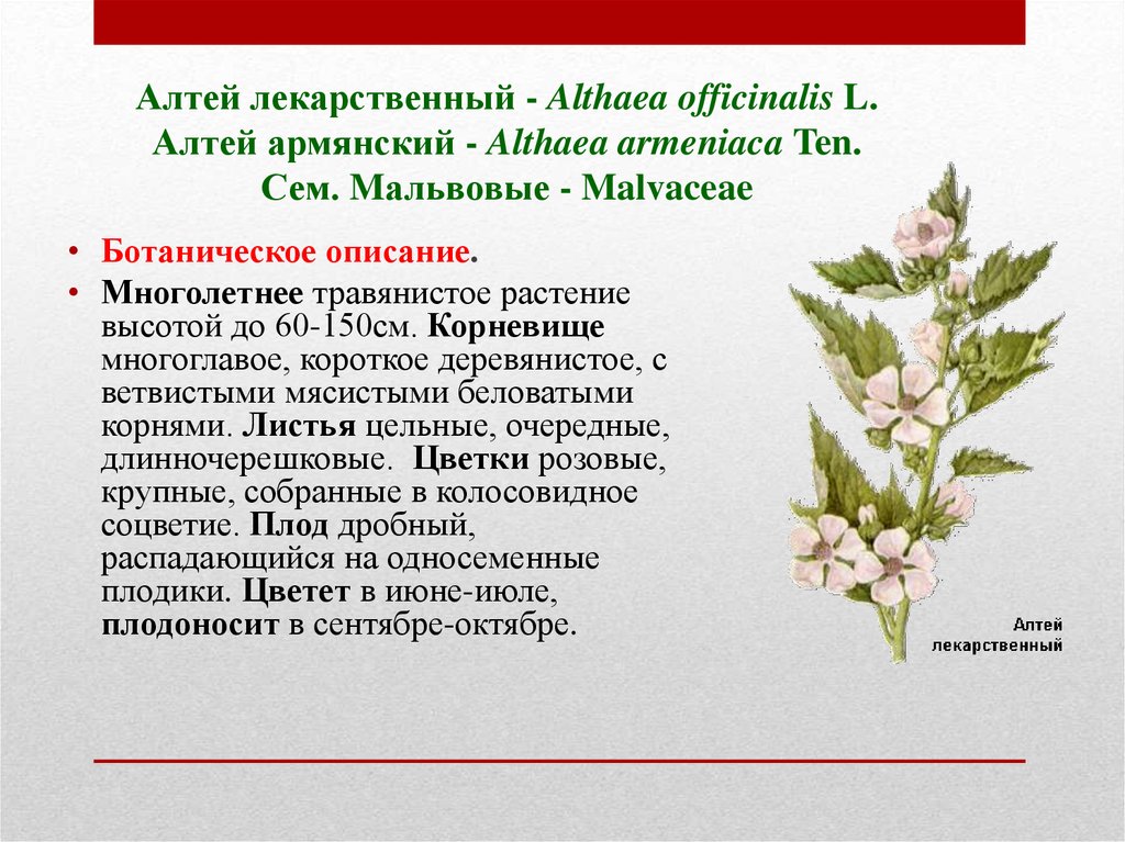 Алтей: лечебные свойства и противопоказания | food and health