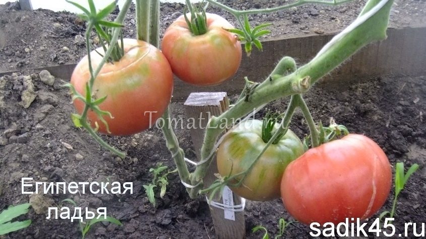 Лучшие сорта томатов (помидор) на 2024 год для теплиц из поликарбоната и открытого грунта - blog-dm.ru