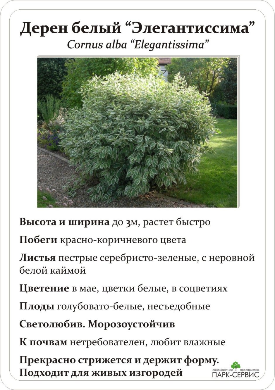 Цветы эрантис: посадка и уход, размножение в открытом грунте