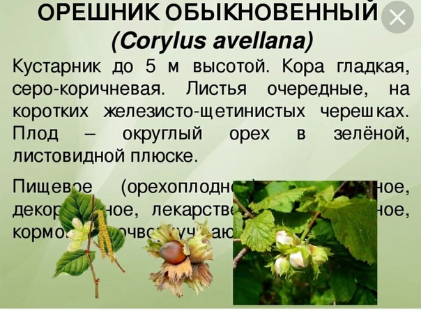 Фундук — мой опыт выращивания в средней полосе
