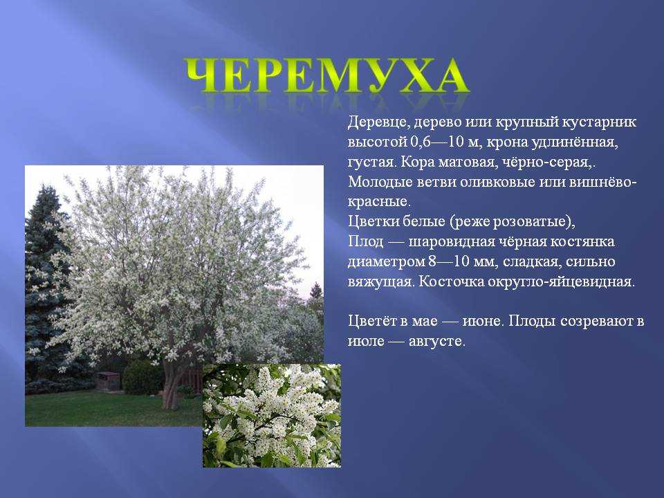 Черемуха поздняя радость описание сорта - у дачки