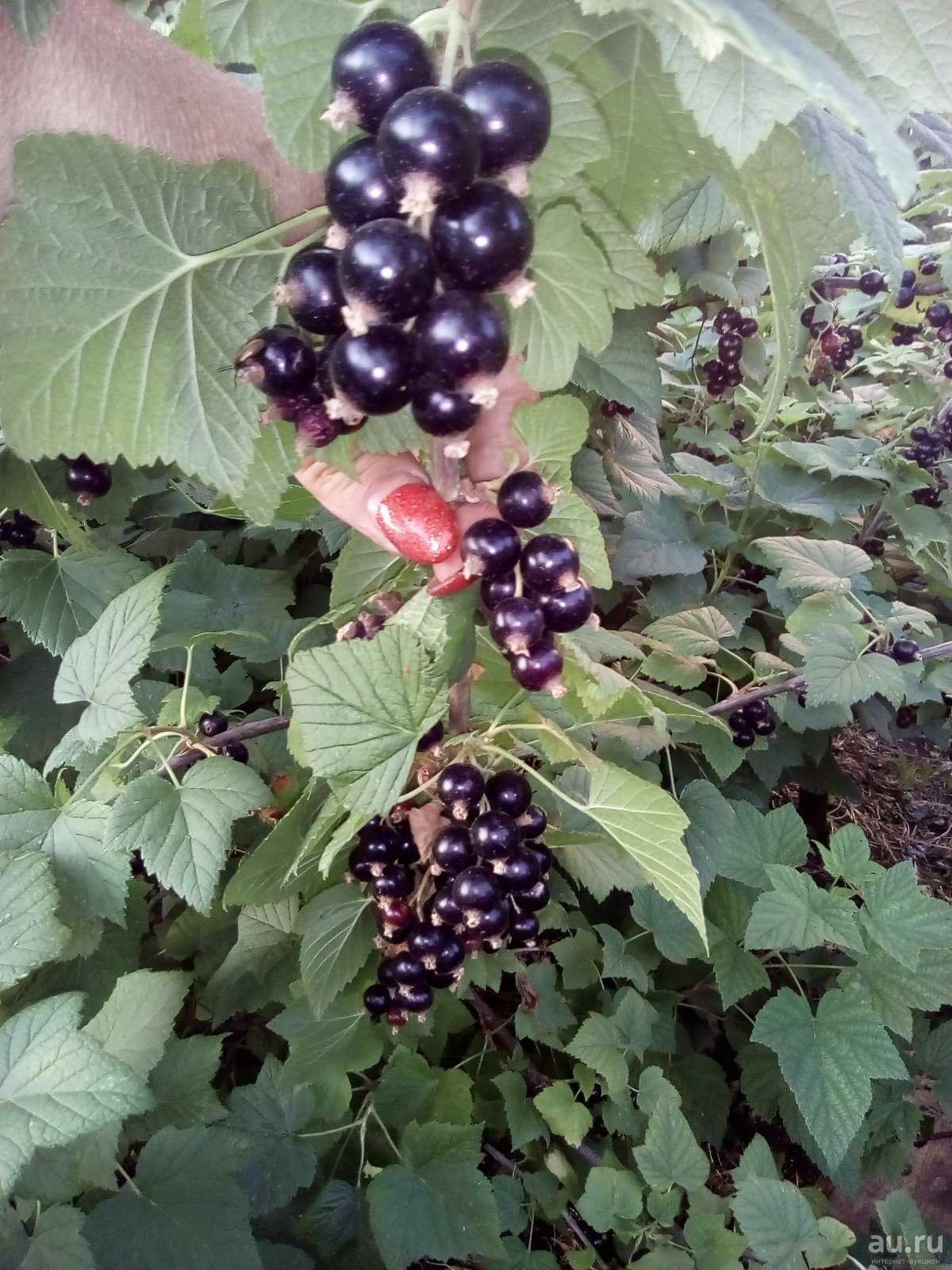 Черная смородина багира: характеристика сорта, посадка и уход
