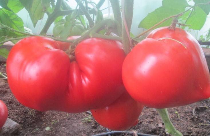 Томат фатер рейн: отзывы (11), фото, урожайность | tomatland.ru