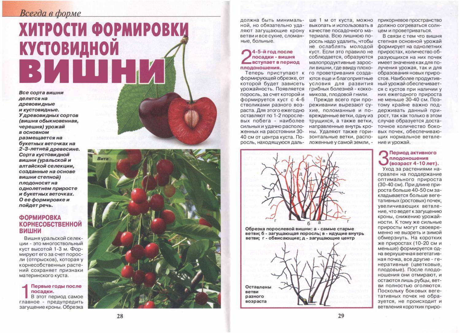 Вишня степная желанная: характеристика и описание сорта, посадка и уход, особенности выращивания