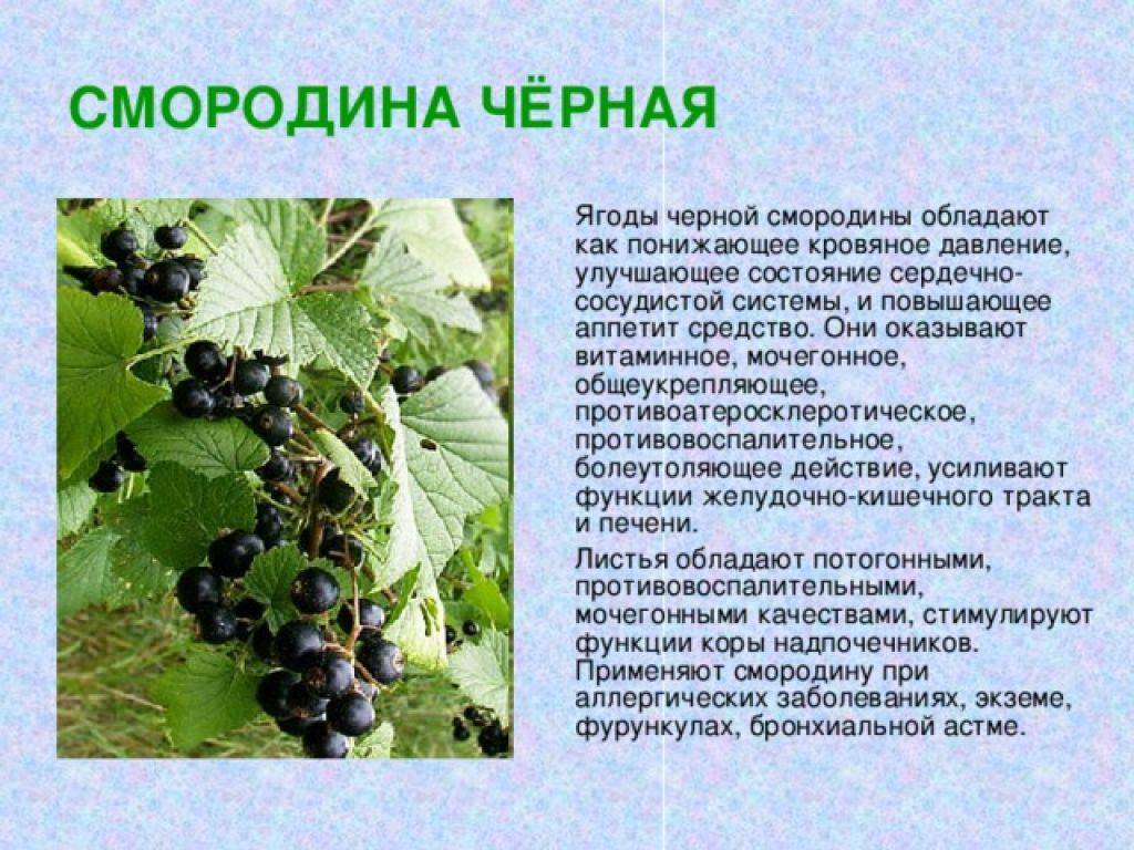 Сорт красной смородины щедрая: характеристика и особенности выращивания