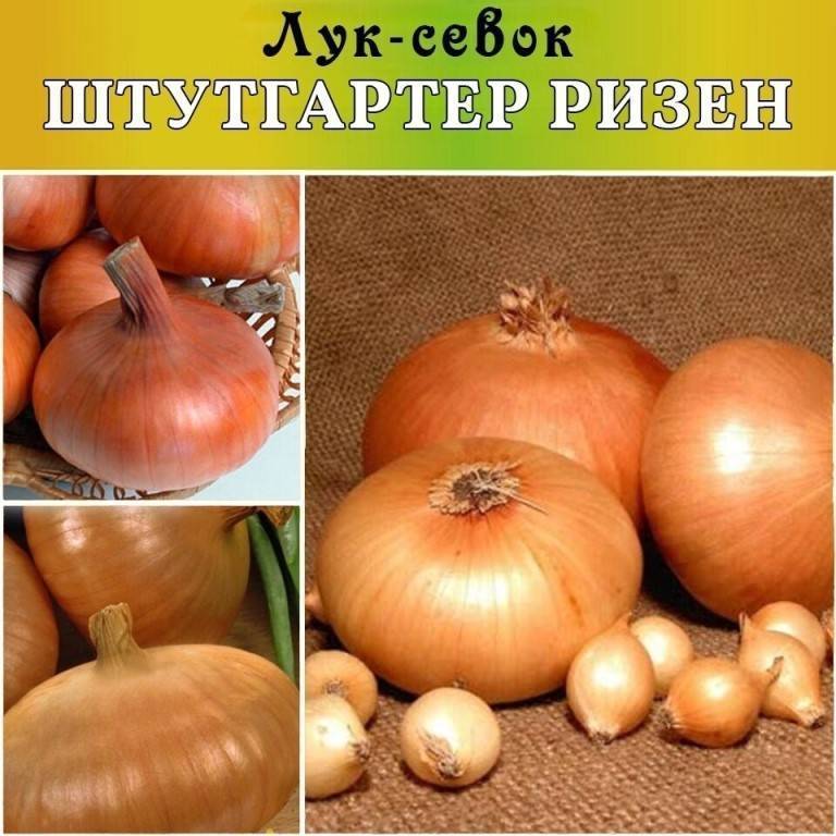 Лук "штутгартер ризен": описание сорта, посадка и уход, отзывы, фото