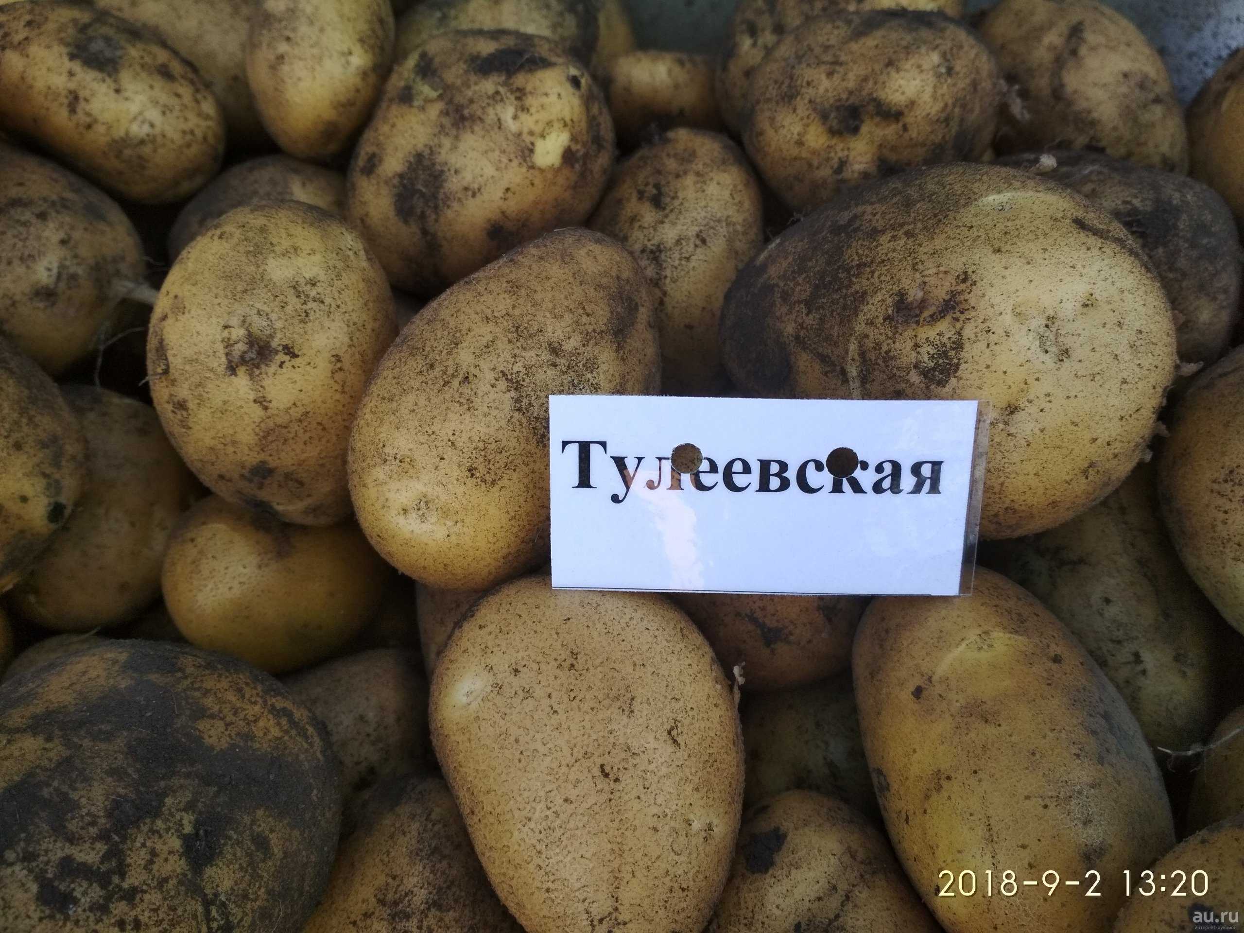 Подробное описание и советы агрономов по сортам картофеля: «петербургский», «барин», «лидер» и другие