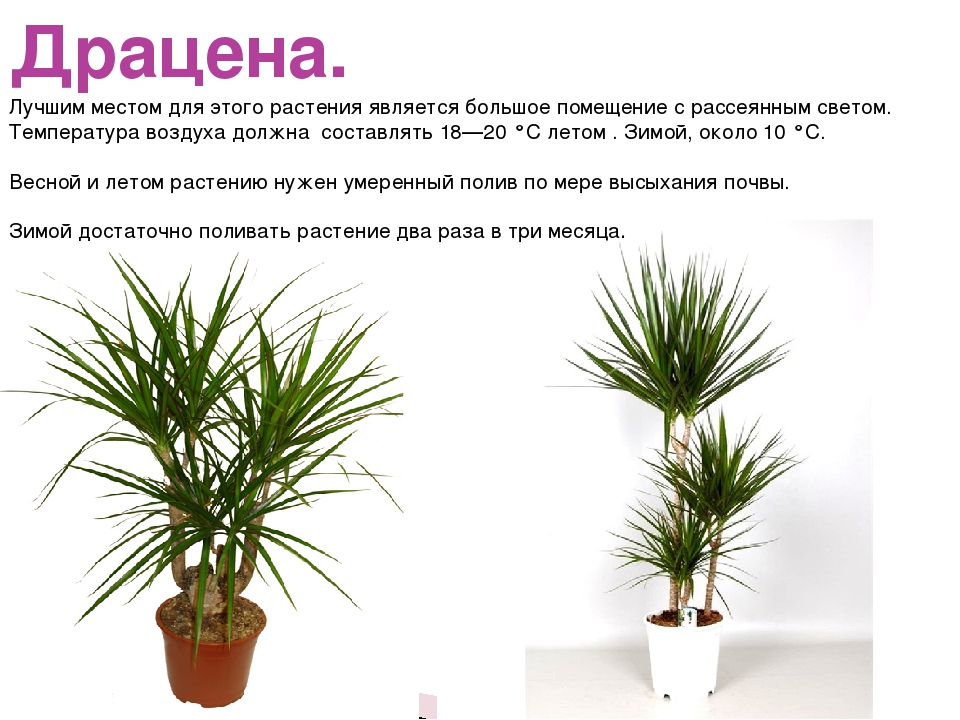 Dracaena braunii care: grow lucky bamboo indoors