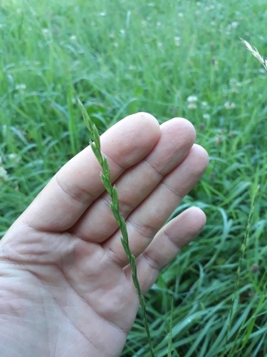 Lolium perenne guide: grow perennial ryegrass successfully
