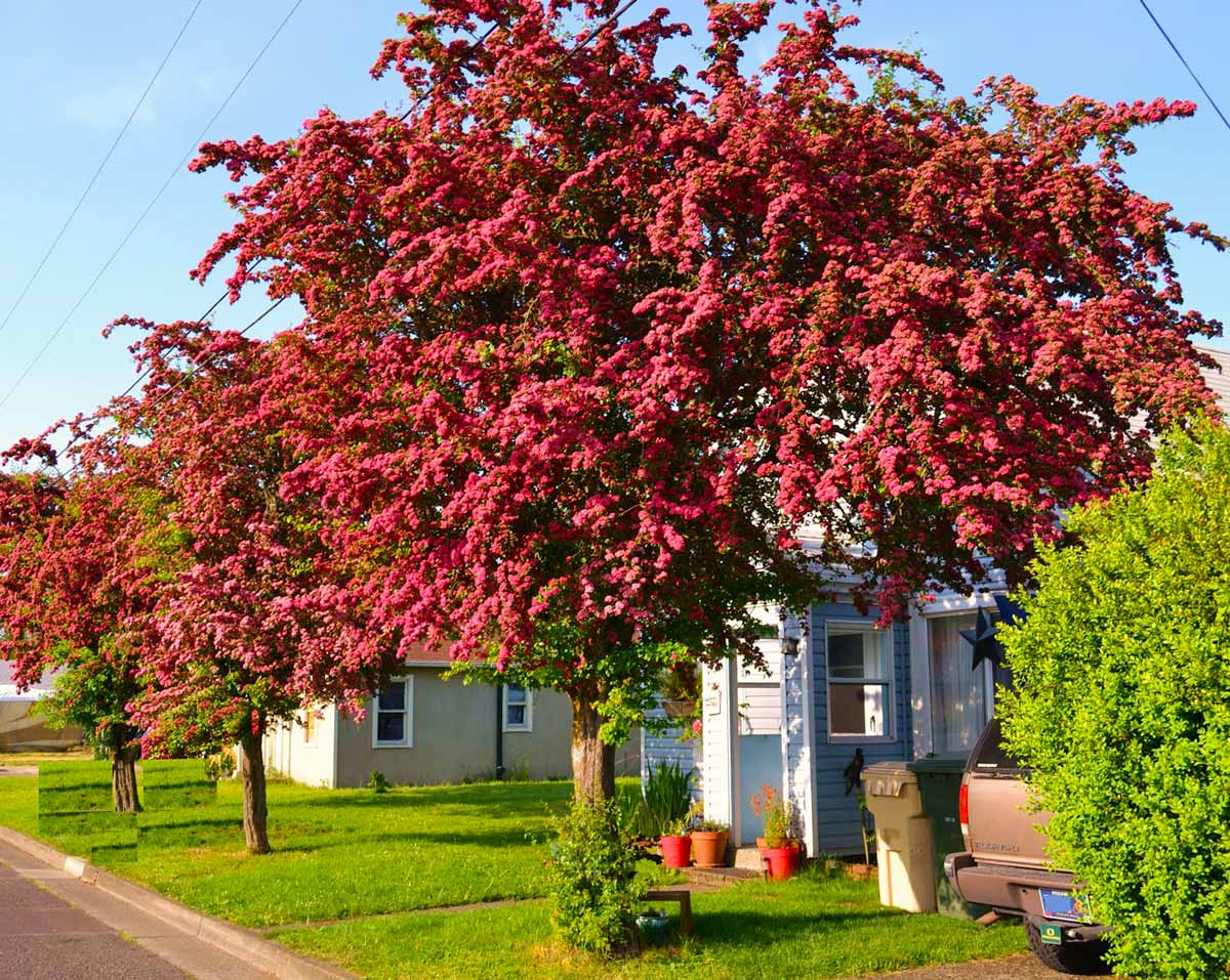 Боярышник обыкновенный (crataegus laevigata): описание растения, посадка и уход