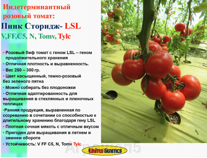 Отзыв о семена томата поиск «красные дольки» | отличный сорт томатов салатного назначения. результат превосходит ожидания.